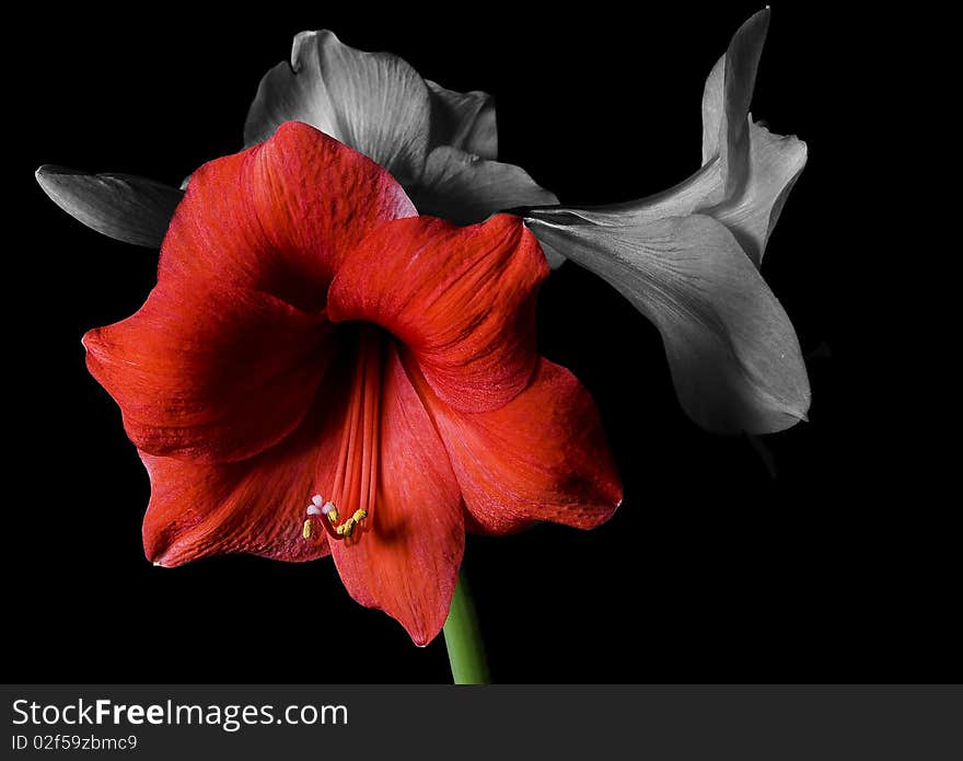 Amaryllis