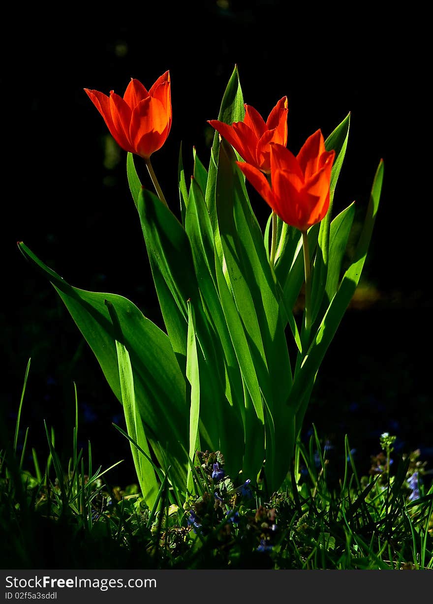 Red tulips in the garden in interessting light