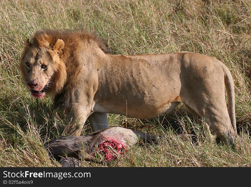 Male lion and prey animal in high grass