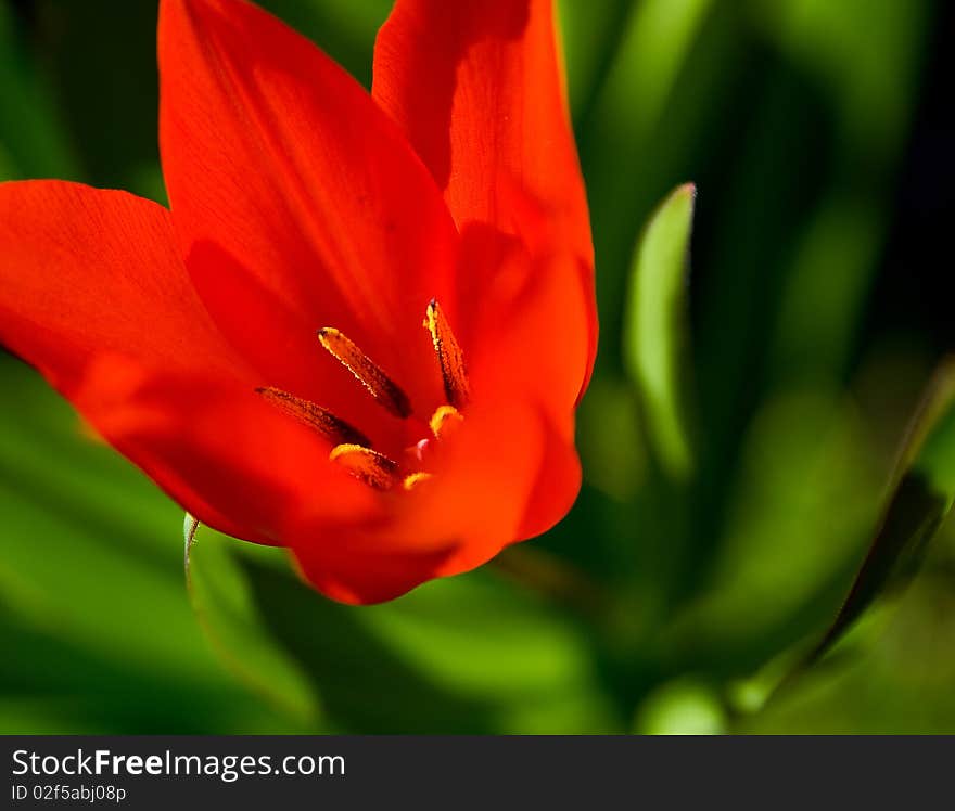 Red tulip in the garden