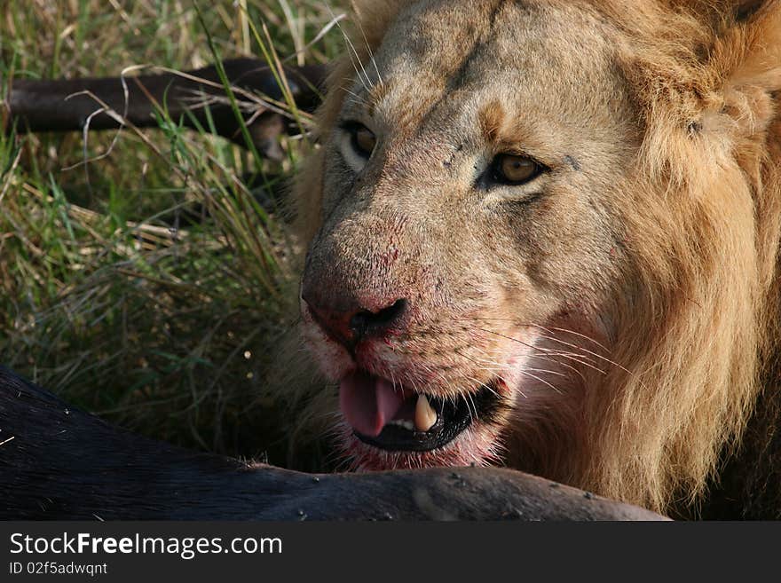 Male lion head and prey animal in high grass