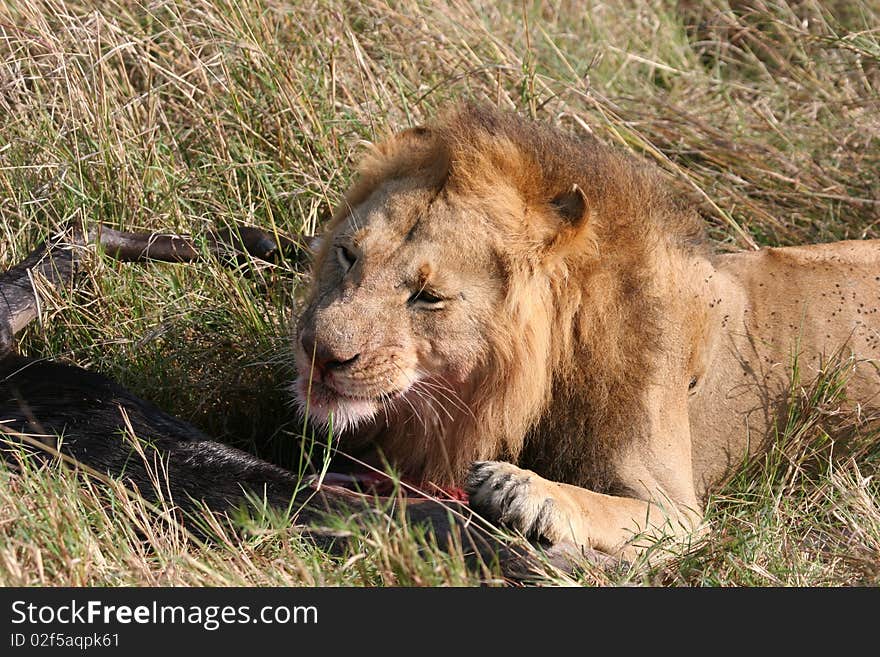 Male lion and prey animal in high grass.