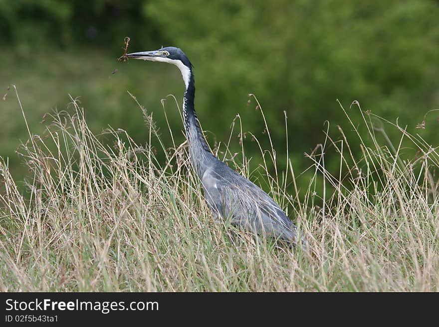 Heron with Fish in high grass in Serengeti Nation Park