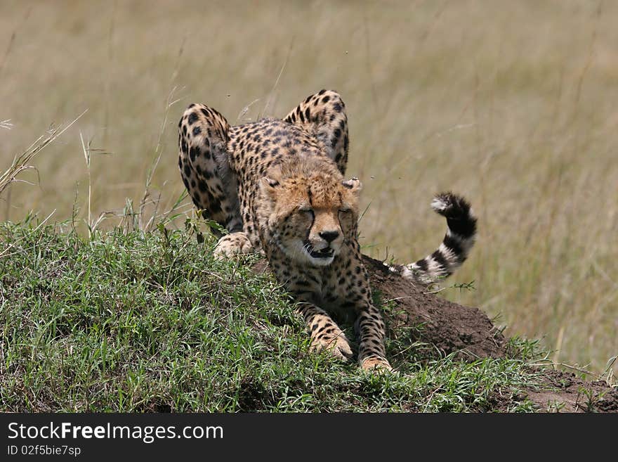 Cheetah stretching in the grass with sunlight