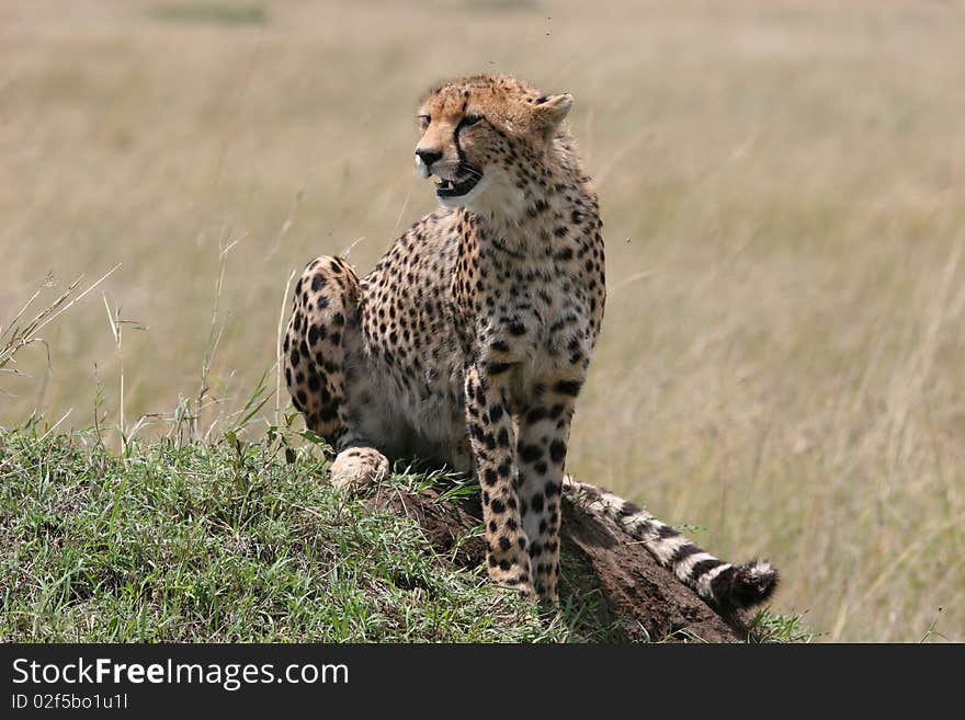 Cheetah resting in the grass with sunlight