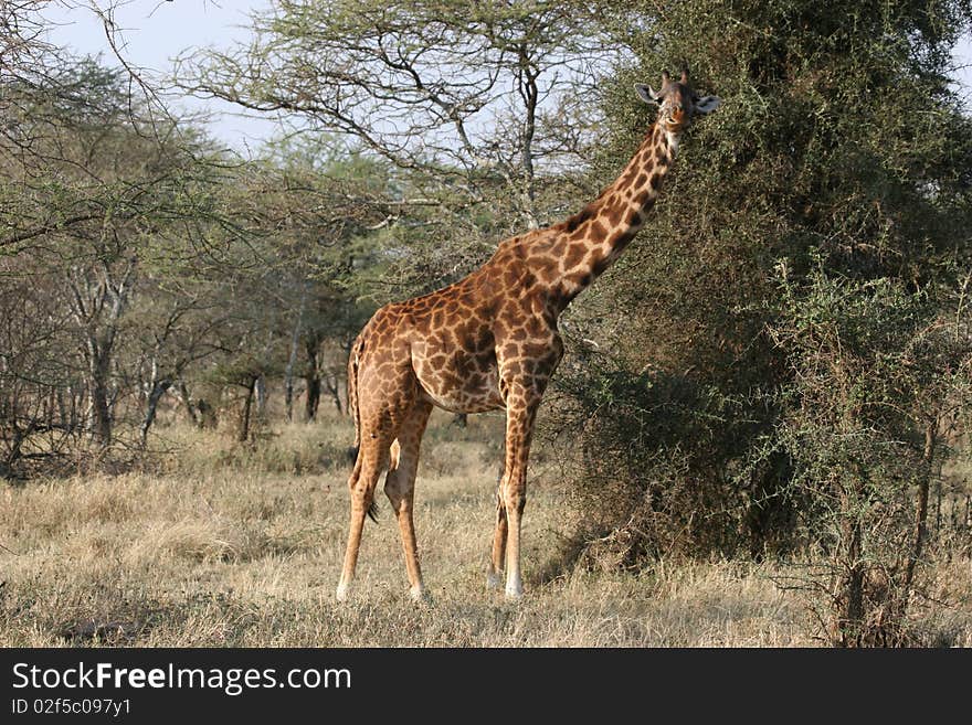 Giraffe in Serengeti National Park very close