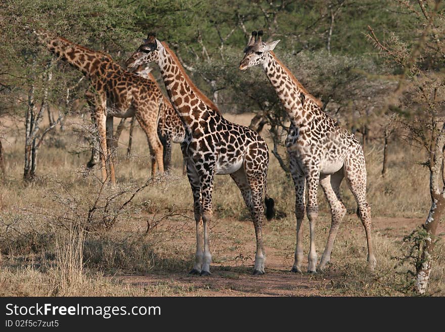 Giraffes in Serengeti National Park very close