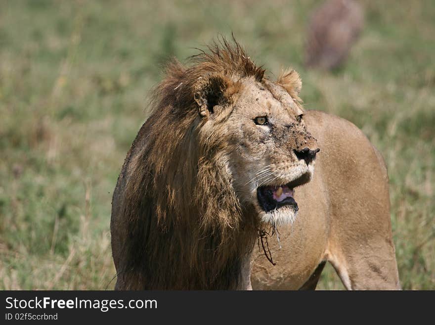 Young male lion after chasing prey