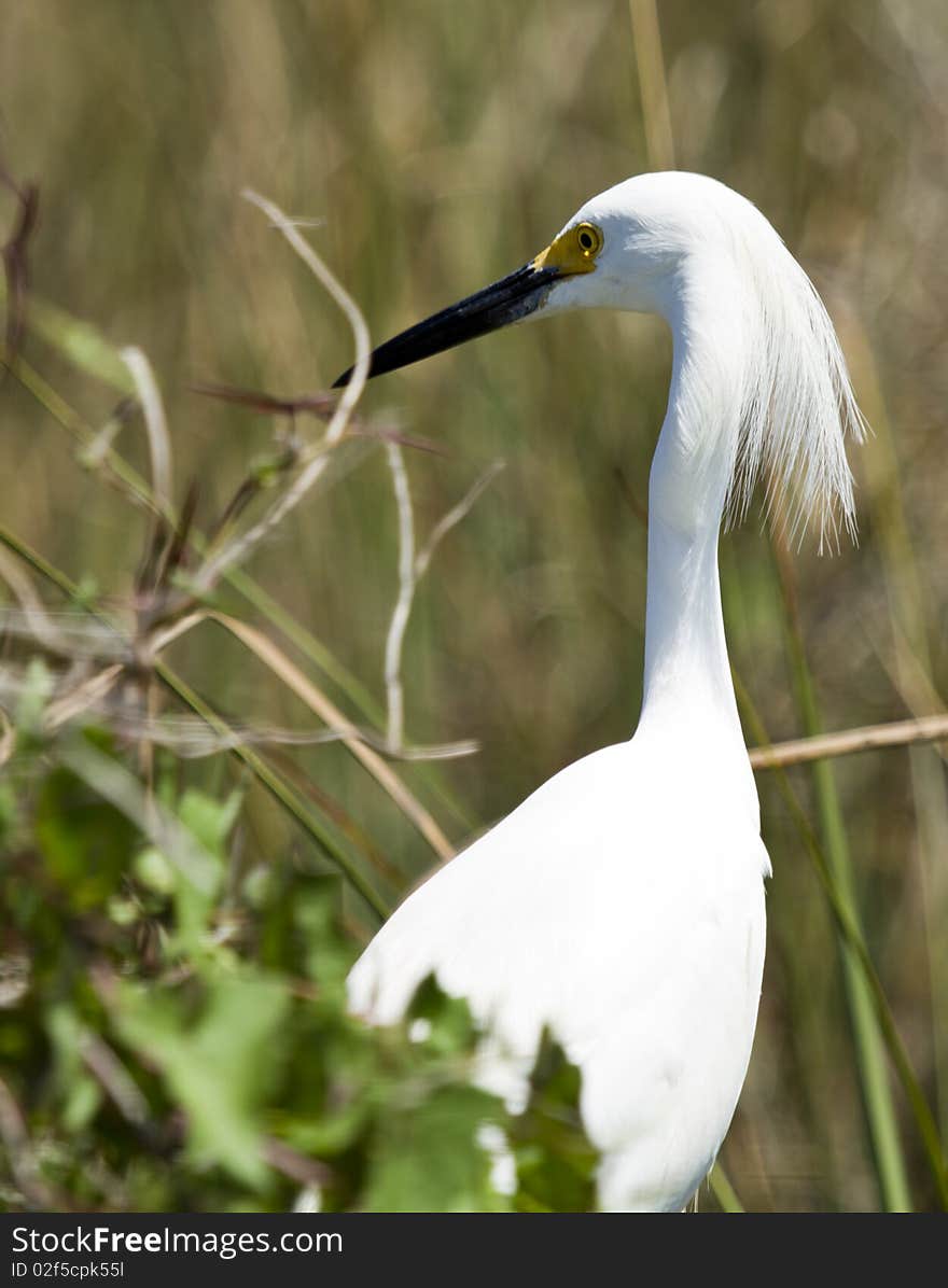 Snowy Egret (egretta Thula)