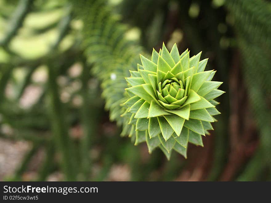 Monkey Puzzle Tree Macro