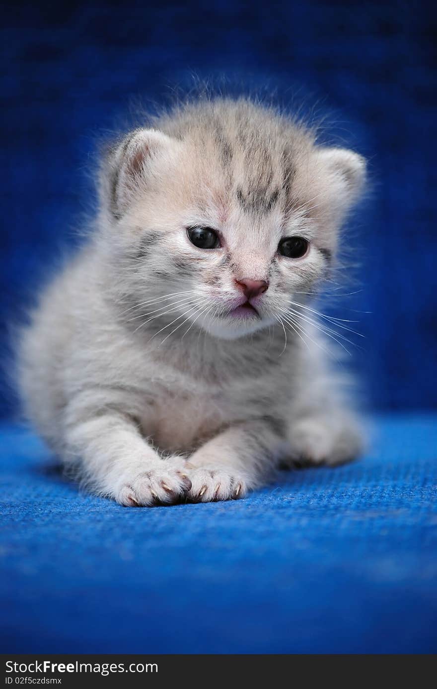 Kitten on a blue background