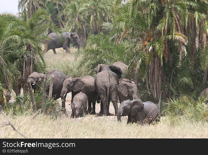 Elephant herd walking through Serengeti NP