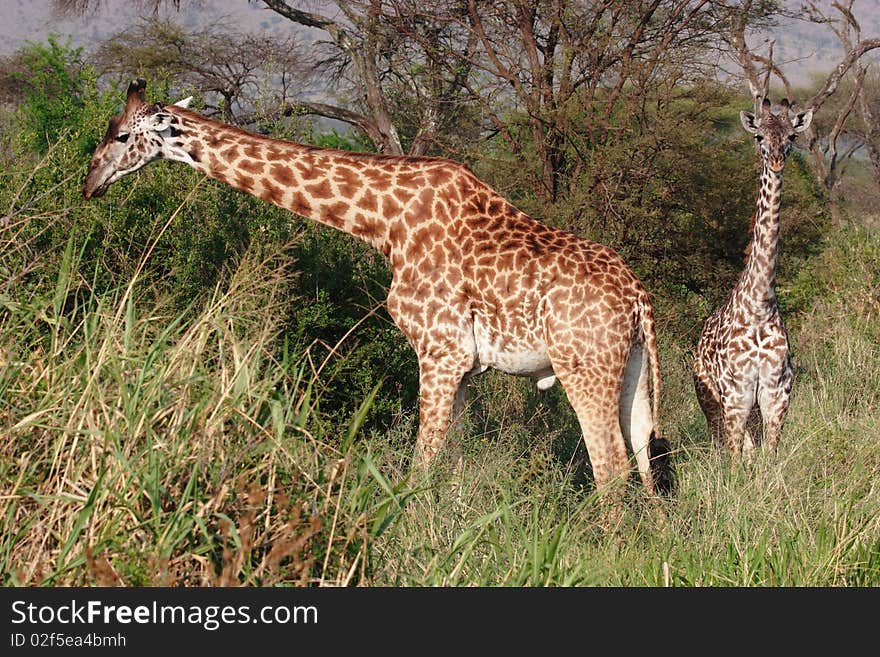 Two Giraffes in Serengeti National Park very close