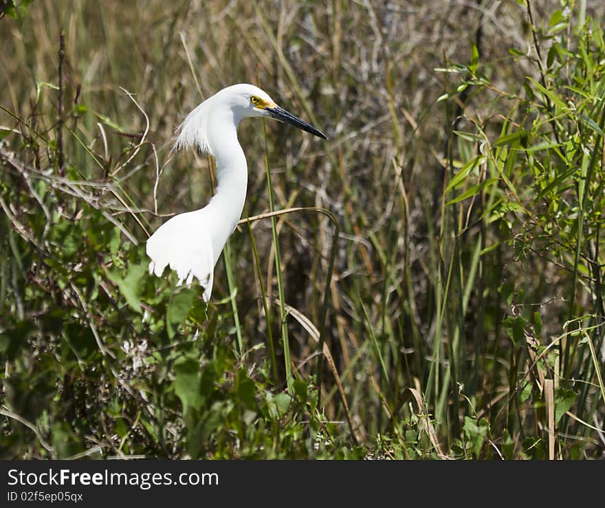 Snowy Egret (egretta thula)