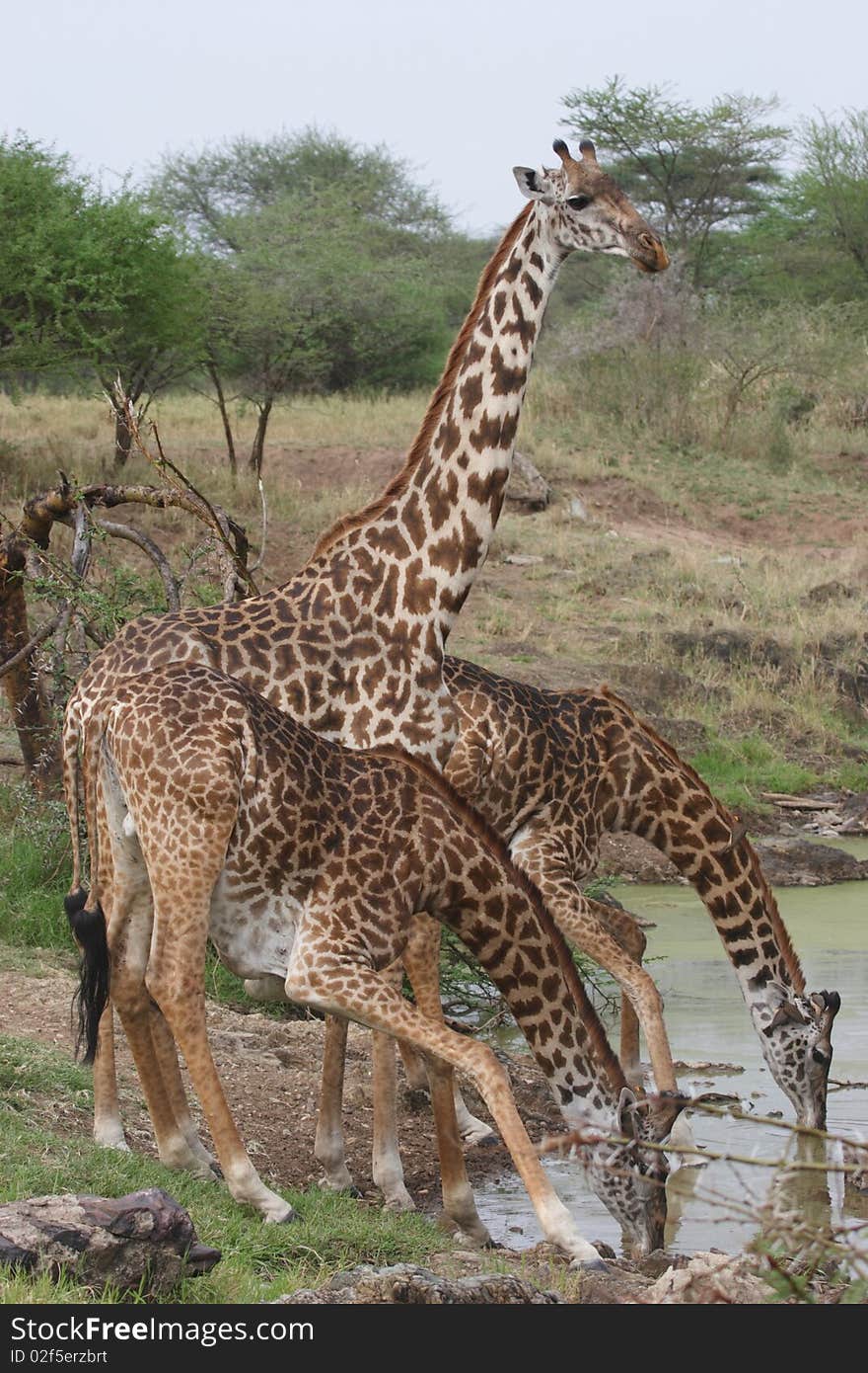 Three Giraffes drinking water in Serengeti National Park very close