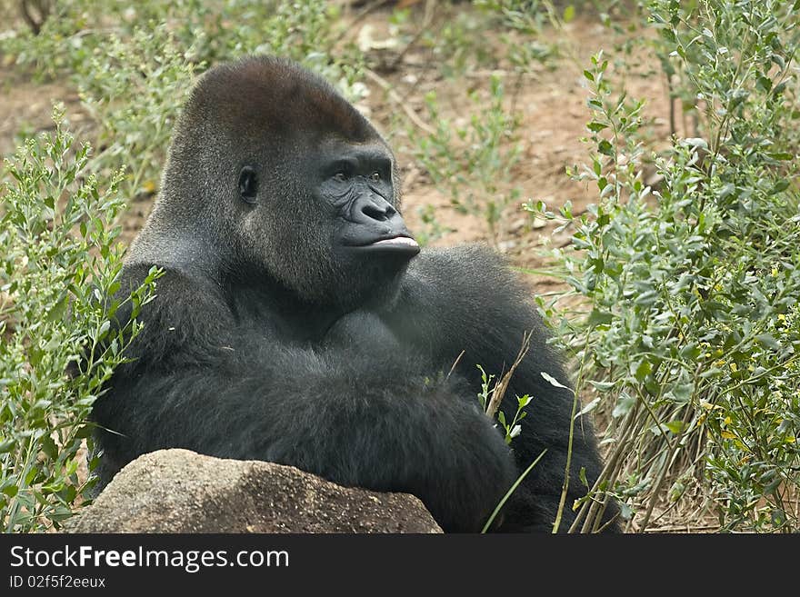 Silverback gorilla seated in natural environment