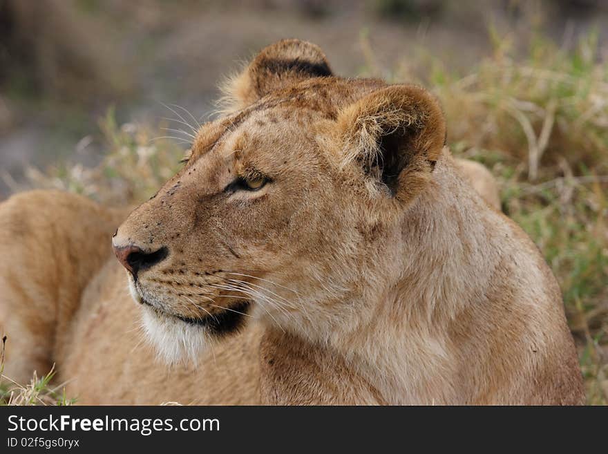 Female lion in high grass.