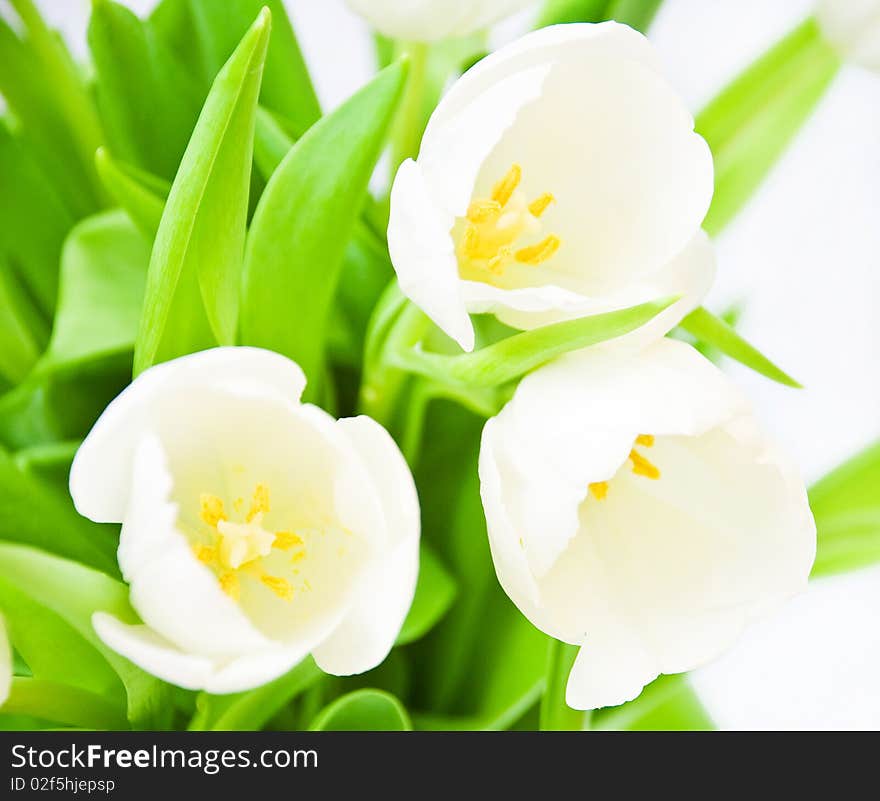 White tulips