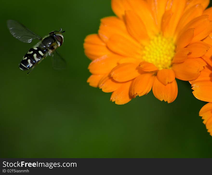 Standing fly with beaufitul orange flower