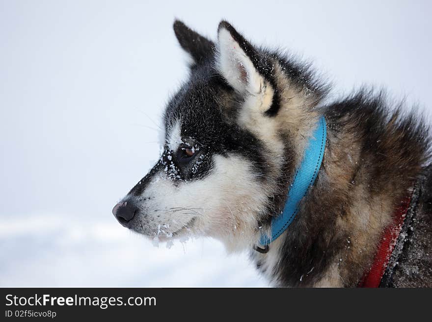 Polar-bear hunter sled dog with ice in its beard