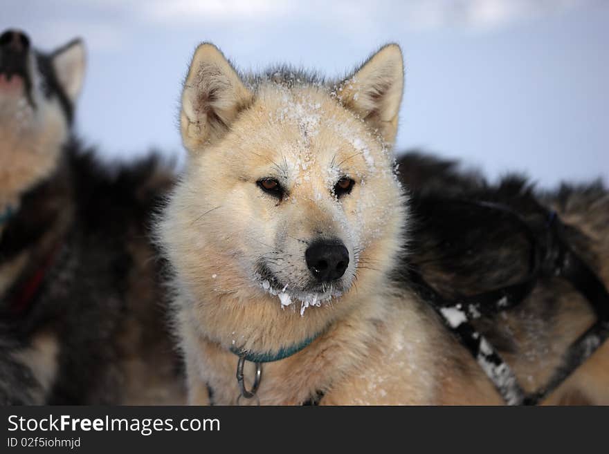 Polar-bear hunter sled dog with ice in its beard