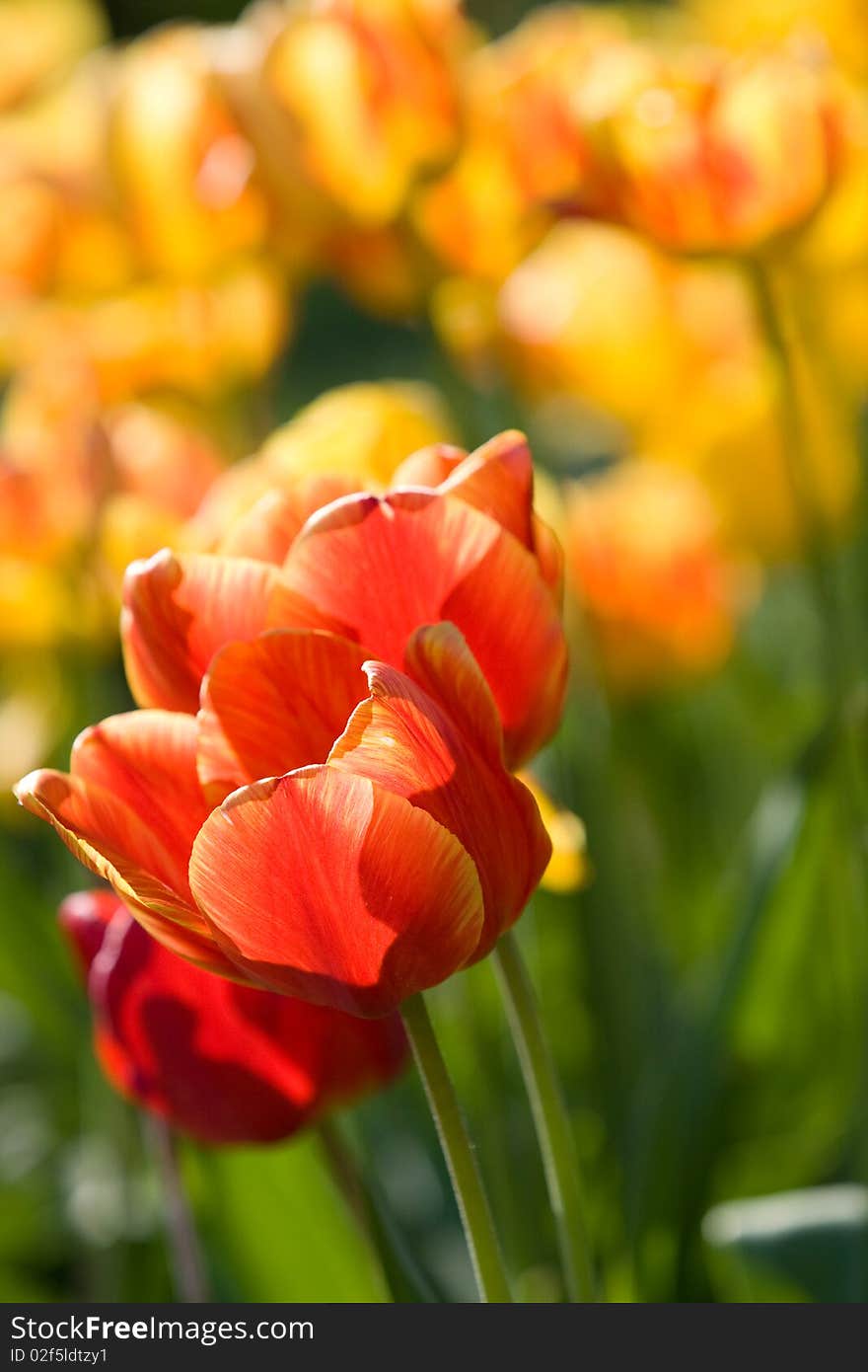 Red and yellow tulips