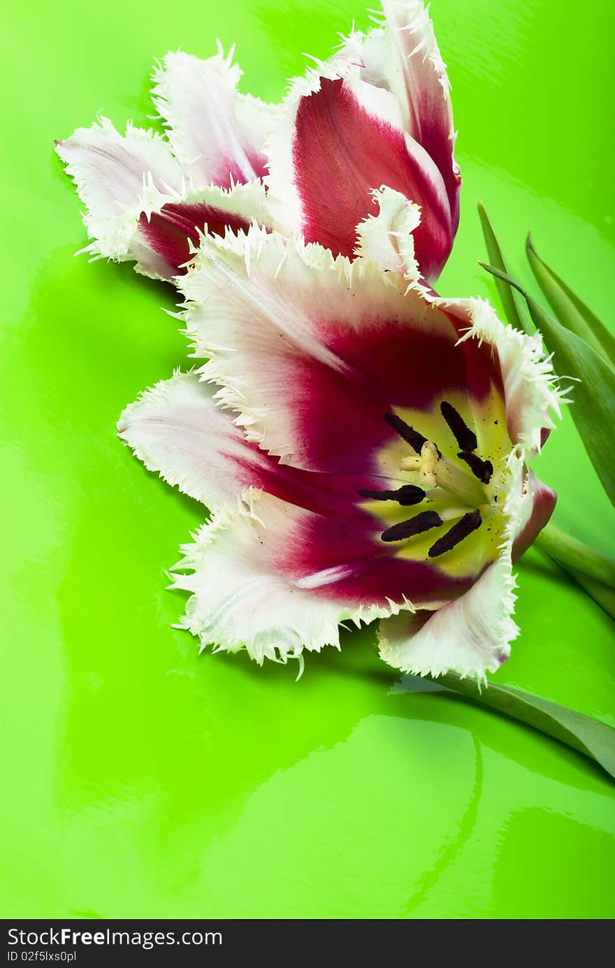 Pair beautiful pink flowers lie on green background. Pair beautiful pink flowers lie on green background