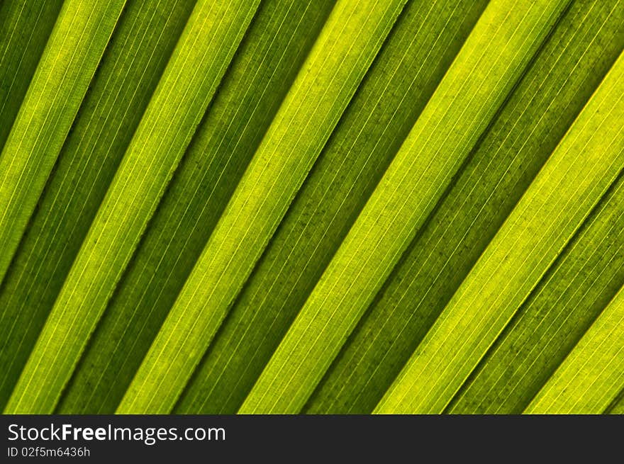 Detail of the palm leaf