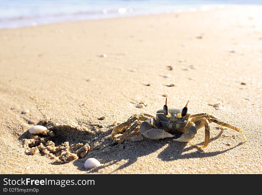 Crab On A Beach