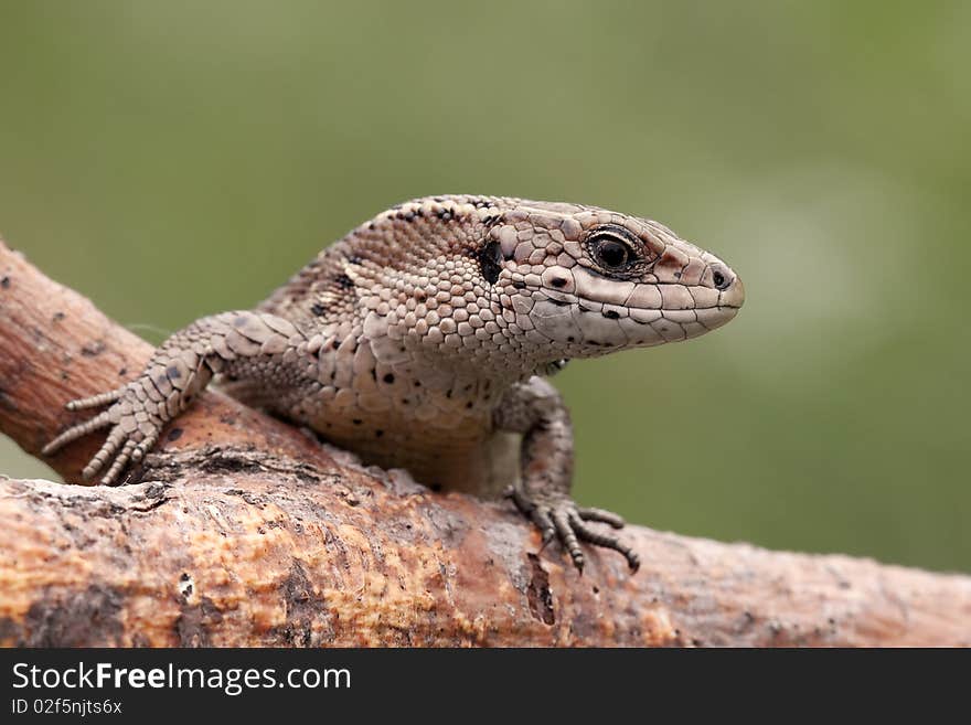 Sand lizard on a tree branch looking at us. Sand lizard on a tree branch looking at us