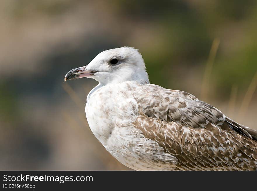 Seagull On The Rock