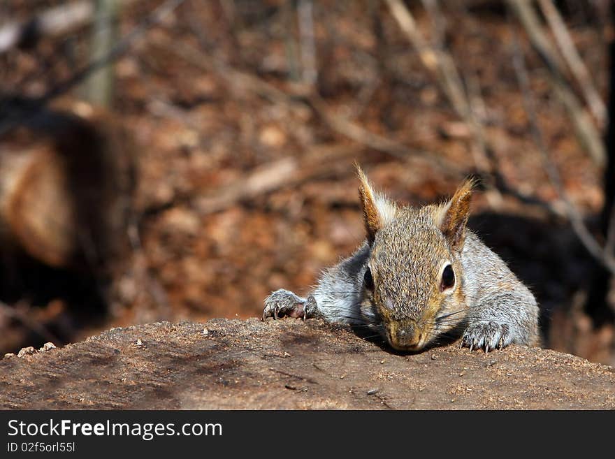 Gray Squirrel In Morning Sun On Stump