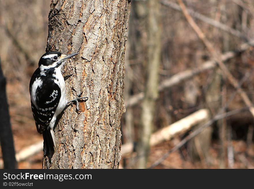 Hairy Woodpecker Female On Side Of Tree In Morning Sun