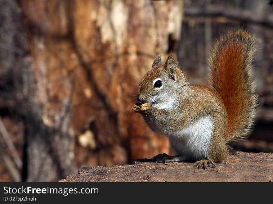 Red Squirrel In Morning Sun Feet Up