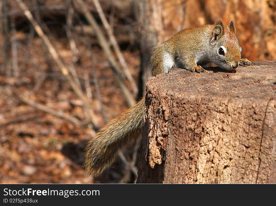 Red Squirrel In Morning Sun On Side Of Stump