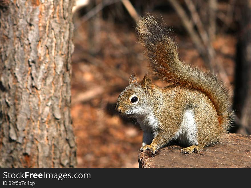 Red Squirrel On Edge of Stump In Morning Sun