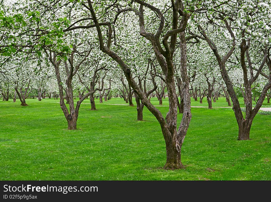 Bloomy Apple Garden