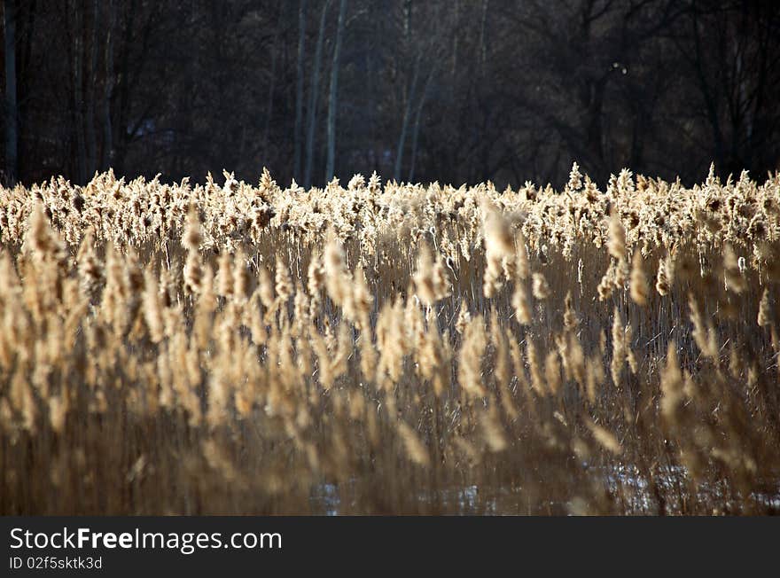 Field of wheat