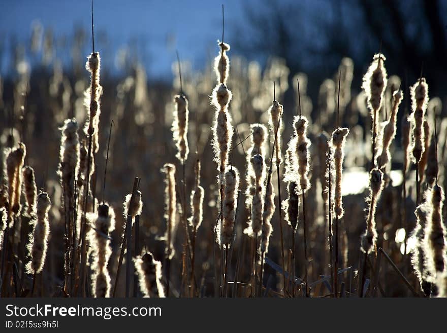 Landscape of reed, bright, closeup