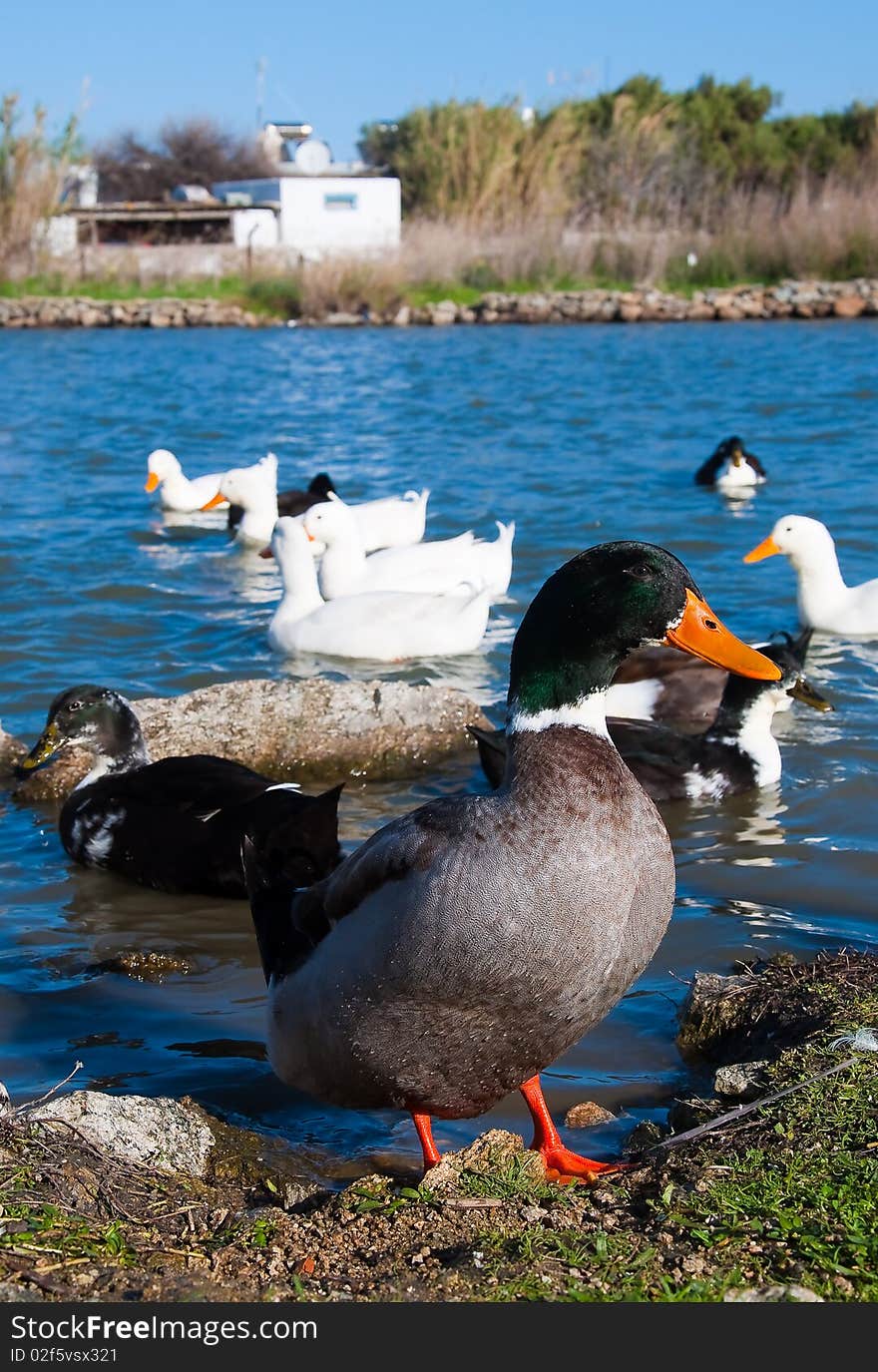 Color duck near pond on the green grass