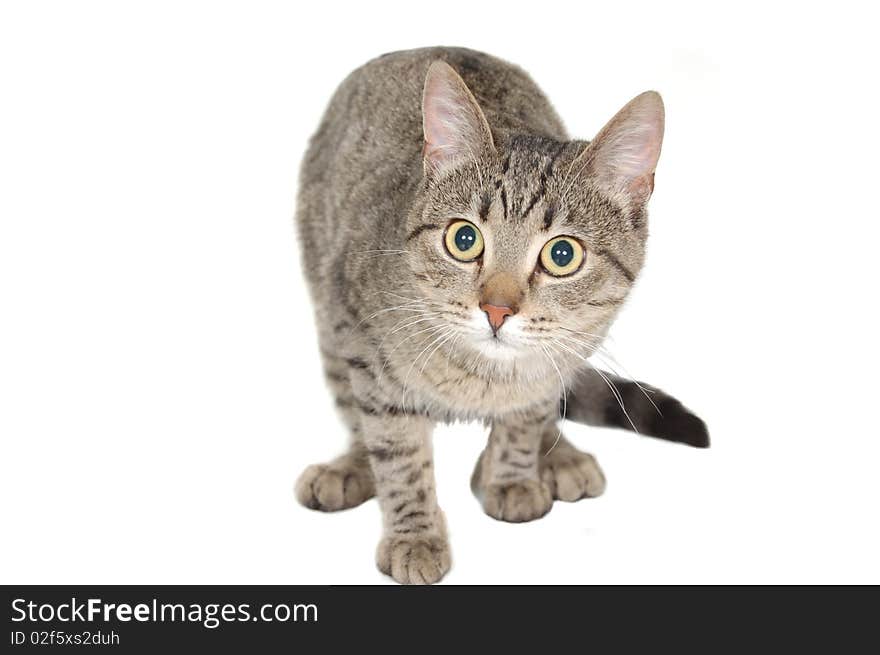 Striped cat on a white background. Striped cat on a white background