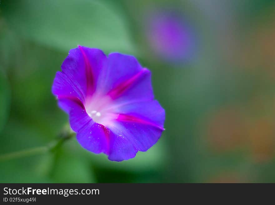 Summer blue flower on a green background