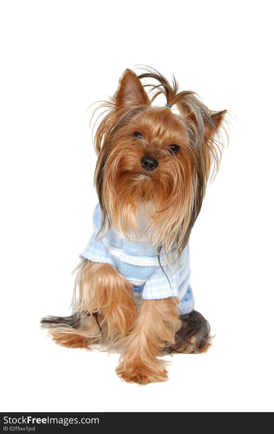 Sitting small doggie on a white background