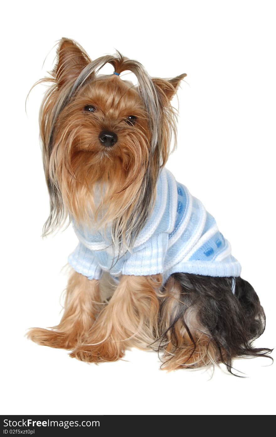 Sitting small doggie on a white background