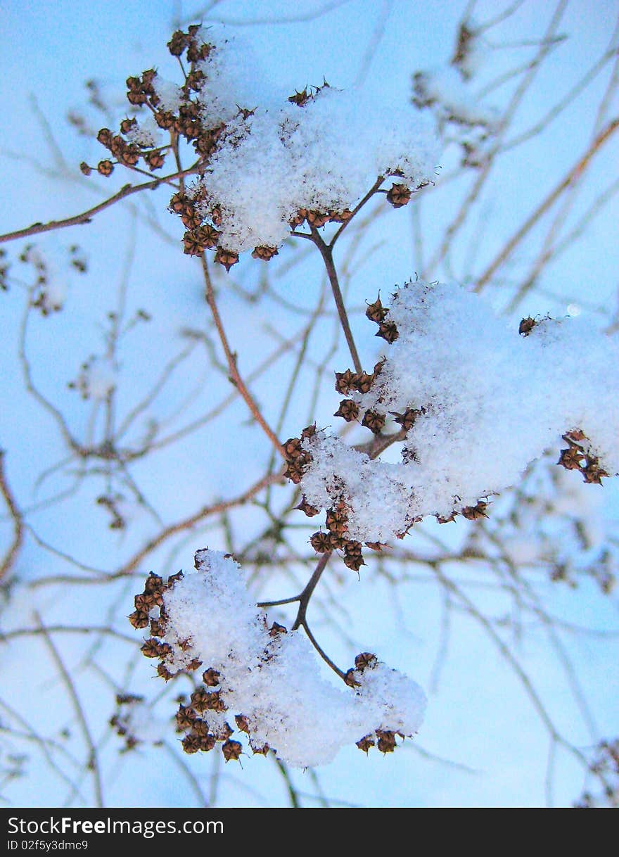 Winter plant