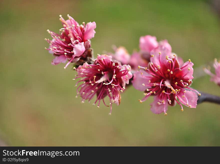 flowers on a peach tree branch