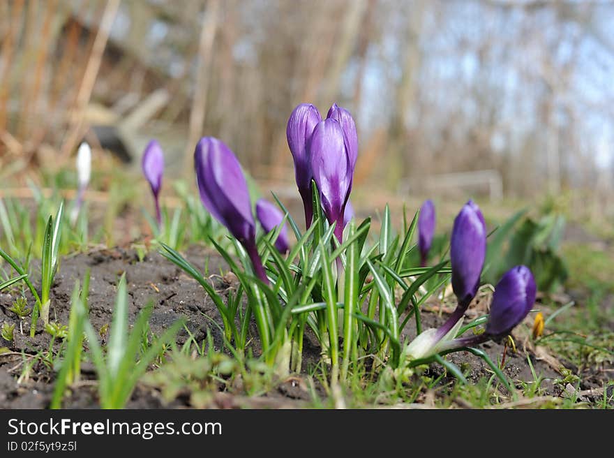 Crocus Flowers