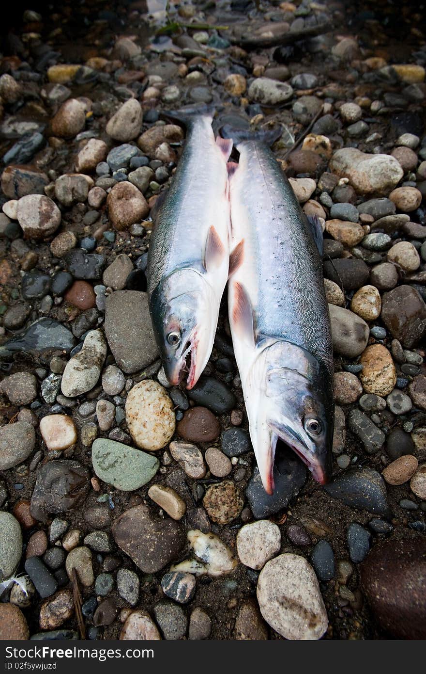 Fresh caught fish on stones