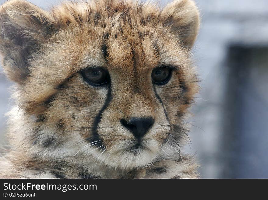 Cheetah baby close-up