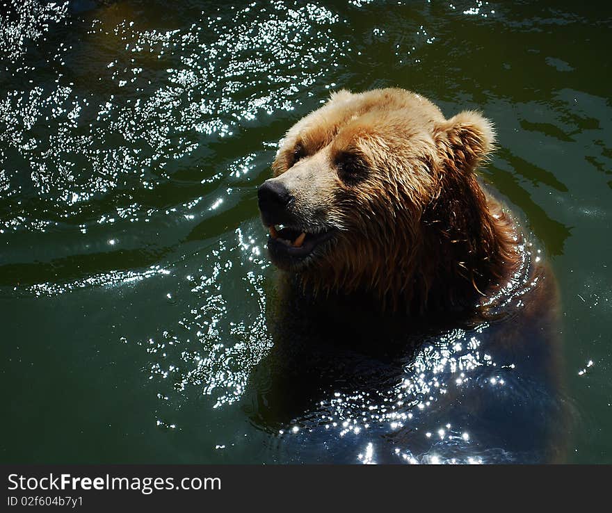 Bear at pool, who live in Riga's zoo.